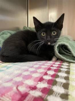TUNDRA -  Domestic Short Hair Cat for Adoption in Corpus Christi, Texas - TUNDRA | PetCurious