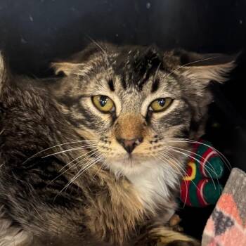 Domestic Long Hair Cats Available for Adoption - Lil | PetCurious