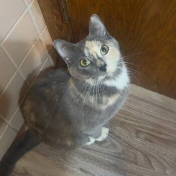 Nala -  Domestic Short Hair Cat for Adoption in Rochester, Minnesota - Nala | PetCurious