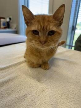 Pickles -  Domestic Medium Hair and Domestic Short Hair Cat for Adoption in Lafayette, Indiana - Pickles | PetCurious