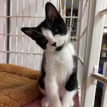 Hickory -  American Shorthair Cat for Adoption in Madison, Wisconsin - Hickory | PetCurious