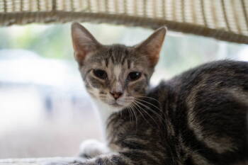 Rescue Domestic Short Hair Cats for Adoption in Maywood, Illinois - Mouse | PetCurious