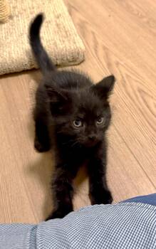 Bulbasaur -  Siamese and Domestic Short Hair Cat for Adoption in Sidney, British Columbia - Bulbasaur | PetCurious