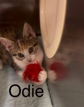 Odie -  Domestic Short Hair Cat for Adoption in Blountville, Tennessee - Odie | PetCurious
