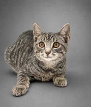 Jalapeno -  Domestic Short Hair Cat for Adoption in Bowling Green, Kentucky - Jalapeno | PetCurious
