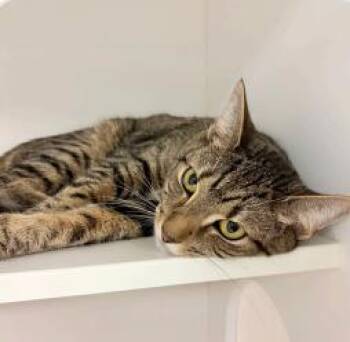 Rescue Domestic Short Hair Cats for Adoption in West Chester, Pennsylvania - Violet | PetCurious