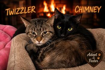 Twizzler (FCID# 08/20/2026 - 76 Trainer) -  Tabby Cat for Adoption in Greenville, Delaware - Twizzler (FCID# 08/20/2026 - 76 Trainer) | PetCurious