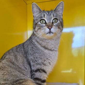 Domestic Short Hair Cats Available for Adoption - Harbor | PetCurious