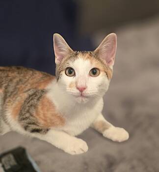 Hope -  Domestic Short Hair Cat for Adoption in Wilmington, North Carolina - Hope | PetCurious