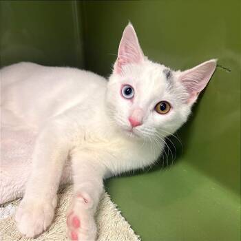 Morty -  Siamese and Domestic Short Hair Cat for Adoption in Fort Lauderdale, Florida - Morty | PetCurious