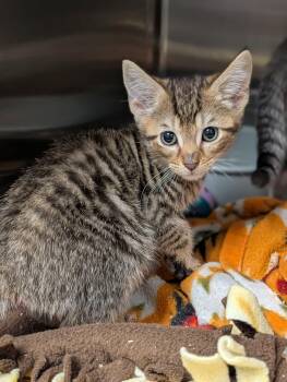 Domestic Short Hair Cats Available for Adoption in Chambersburg, Pennsylvania - Pidgeot | PetCurious