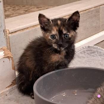 Kittens -  American Shorthair Cat for Adoption in Agua Dulce, California - Kittens | PetCurious