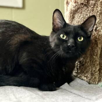 Domestic Short Hair Cats Available for Adoption - Bowie | PetCurious