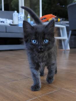 Melanie -  Domestic Long Hair Cat for Adoption in Lodi, California - Melanie | PetCurious