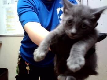 PUPUSA -  Domestic Short Hair Cat for Adoption in Martinez, California - PUPUSA | PetCurious
