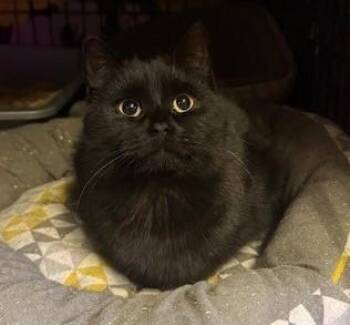 Domestic Short Hair Cats Available for Adoption - Satin & Suede | PetCurious