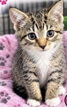 Neffy -  Domestic Short Hair Cat for Adoption in Kenhorst, Pennsylvania - Neffy | PetCurious