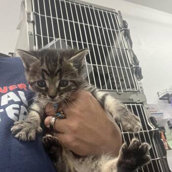 Topaz -  Domestic Short Hair Cat for Adoption in Idaho Falls, Idaho - Topaz | PetCurious