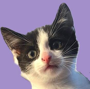 Rescue Domestic Short Hair Cats for Adoption in Savannah, Georgia - Prim | PetCurious