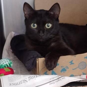 Neopolitan -  Domestic Short Hair Cat for Adoption in Goleta, California - Neopolitan | PetCurious