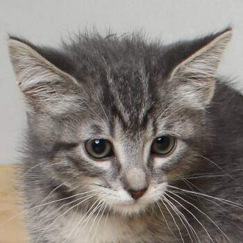 Domestic Short Hair Cats Available for Adoption in Minnetonka, Minnesota - Inspector Gadget C69598 | PetCurious