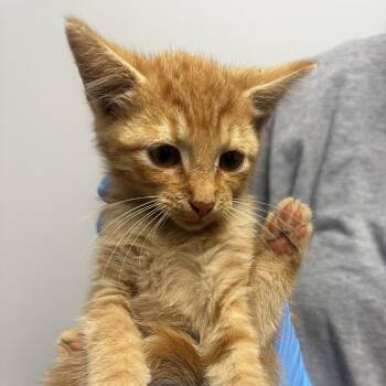Paprika -  Domestic Short Hair Cat for Adoption in Concord, North Carolina - Paprika | PetCurious