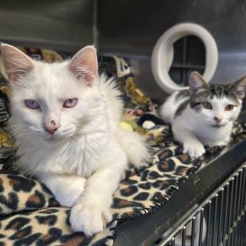Miracle and Oreo (Bonded Pair) -  Domestic Medium Hair Cat for Adoption in Watertown, Wisconsin - Miracle And Oreo (Bonded Pair) | PetCurious