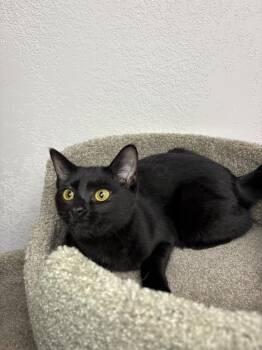 Nova -  Domestic Short Hair Cat for Adoption in Temperance, Michigan - Nova | PetCurious