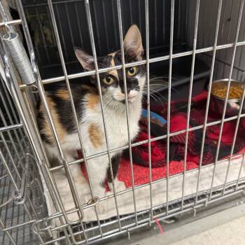Mosaic K46625 -  Domestic Short Hair Cat for Adoption in Corsicana, Texas - Mosaic K46625 | PetCurious