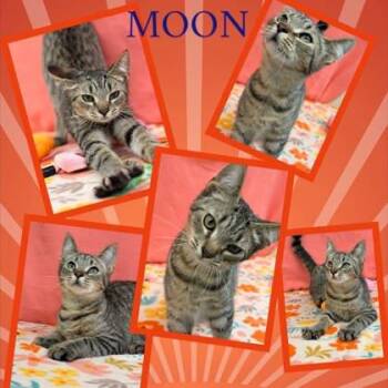 Moon -  Domestic Short Hair Cat for Adoption in Hobart, Indiana - Moon | PetCurious