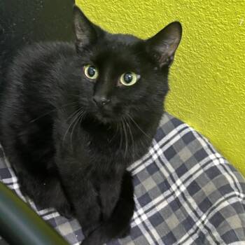 Dusk -  Domestic Short Hair Cat for Adoption in Springfield, Missouri - Dusk | PetCurious