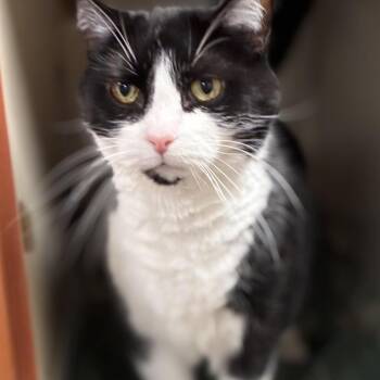 Oscar -  Domestic Short Hair and Mixed Breed Cat for Adoption in South Elgin, Illinois - Oscar | PetCurious