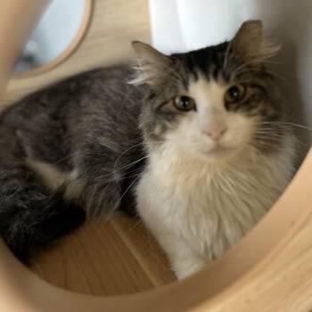 Domestic Medium Hair Cats Available for Adoption - Phoenix | PetCurious