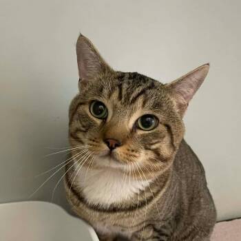 Domestic Short Hair Cats Available for Adoption in Hemet, California - Toby | PetCurious