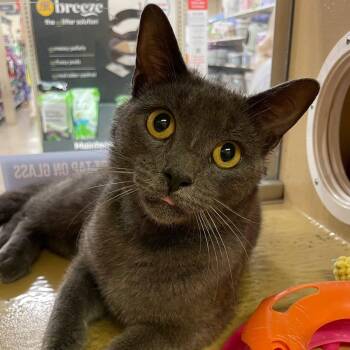 Beefcake -  Domestic Short Hair Cat for Adoption in Sterling Heights, Michigan - Beefcake | PetCurious