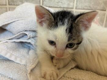 Goose 2 -  Domestic Short Hair Cat Available for Adoption in Arthur, Ontario - Goose 2 | PetCurious