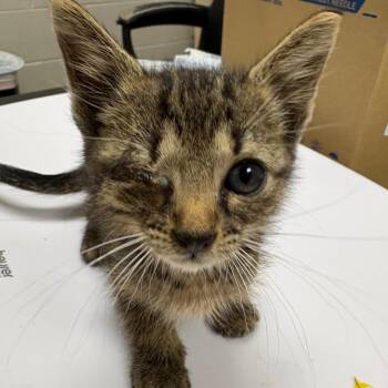 Skyline -  Domestic Short Hair Cat for Adoption in Lufkin, Texas - Skyline | PetCurious
