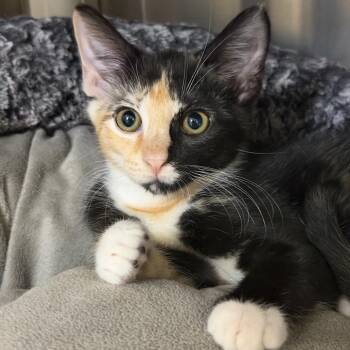Java Chip -  Domestic Short Hair Cat for Adoption in Waynesville, North Carolina - Java Chip | PetCurious