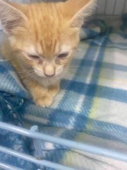Larry -  Domestic Short Hair Cat Available for Adoption in Gainesville, Florida - Larry | PetCurious