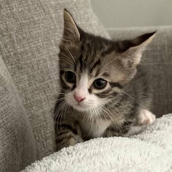 Loki -  Domestic Short Hair Cat for Adoption in Liverpool, Texas - Loki | PetCurious