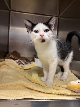 Mau -  Domestic Short Hair Cat for Adoption in Saint Charles, Missouri - Mau | PetCurious