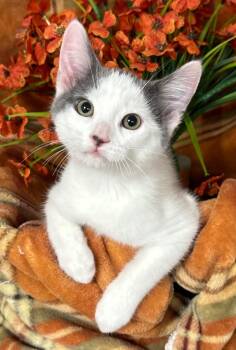 5/23/26 Javier -  Domestic Short Hair Cat for Adoption in Stillwater, Oklahoma - 5/23/26 Javier | PetCurious
