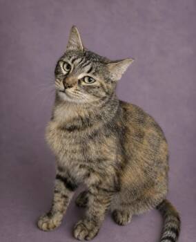Dominique -  Domestic Short Hair Cat for Adoption in Houston, Texas - Dominique | PetCurious