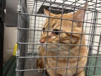 Domestic Short Hair Cats Available for Adoption - A470815 | PetCurious