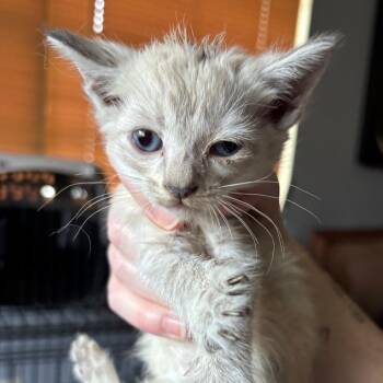 Who Asked You -  Domestic Short Hair Cat for Adoption in Boerne, Texas - Who Asked You | PetCurious