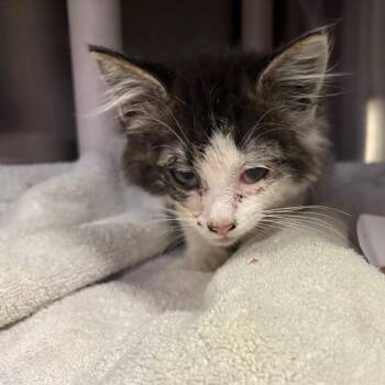 IVHS-Stray-140306 -  Domestic Medium Hair Cat for Adoption in San Gabriel, California - IVHS-Stray-140306 | PetCurious