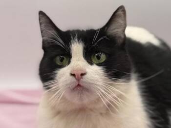 Zoey -  Domestic Short Hair Cat for Adoption in Portland, Oregon - Zoey | PetCurious
