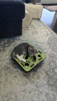 Domestic Short Hair Cats Available for Adoption - Sorrel | PetCurious
