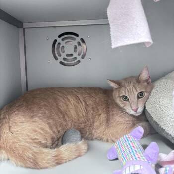 Daryl -  Domestic Short Hair Cat for Adoption in Columbus, North Carolina - Daryl | PetCurious