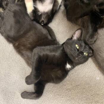 Domestic Medium Hair Cats Available for Adoption - Noir | PetCurious